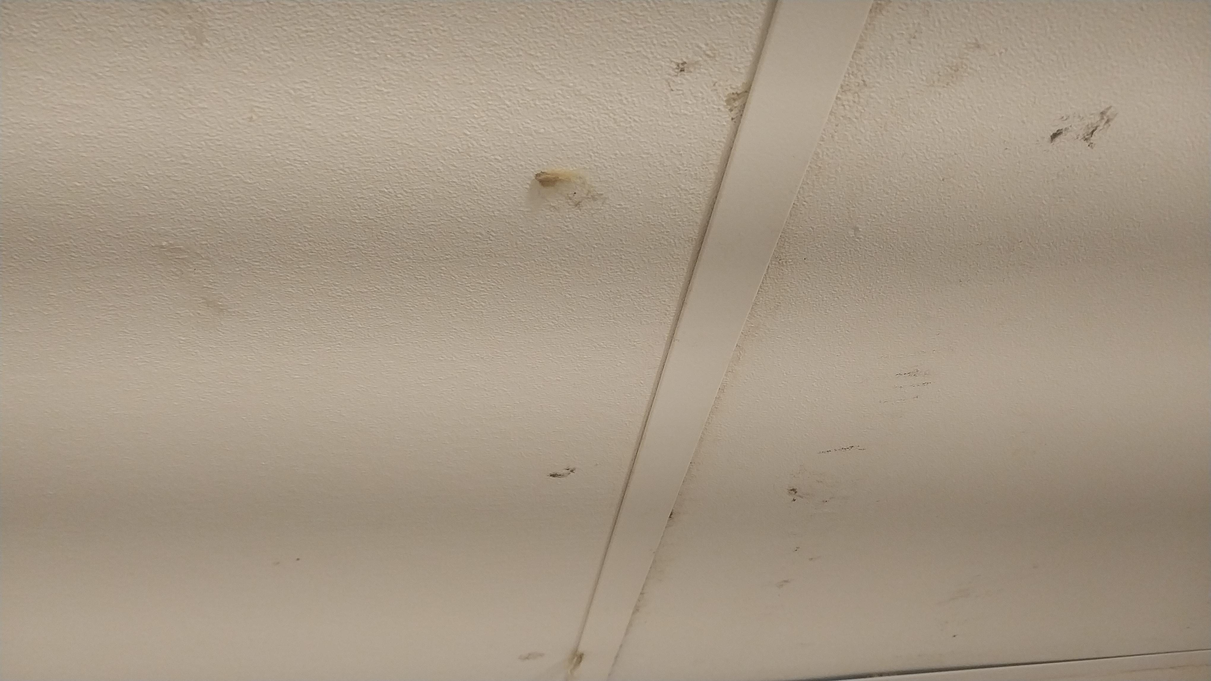 Mold in shower ceiling