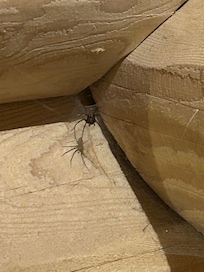 im ganzem Haus Spinnen und Spinngewebe