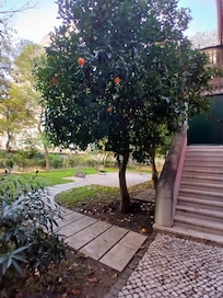 Beautiful orange trees on the property!