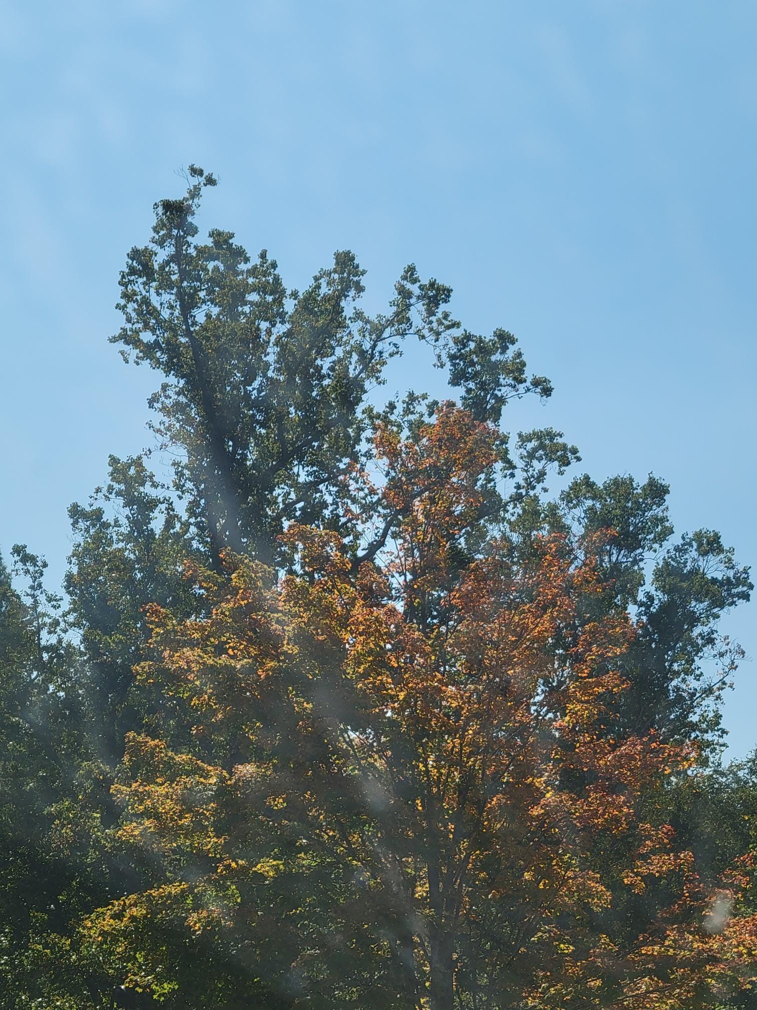 Just between the green and gold