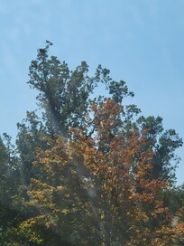 Just between the green and gold