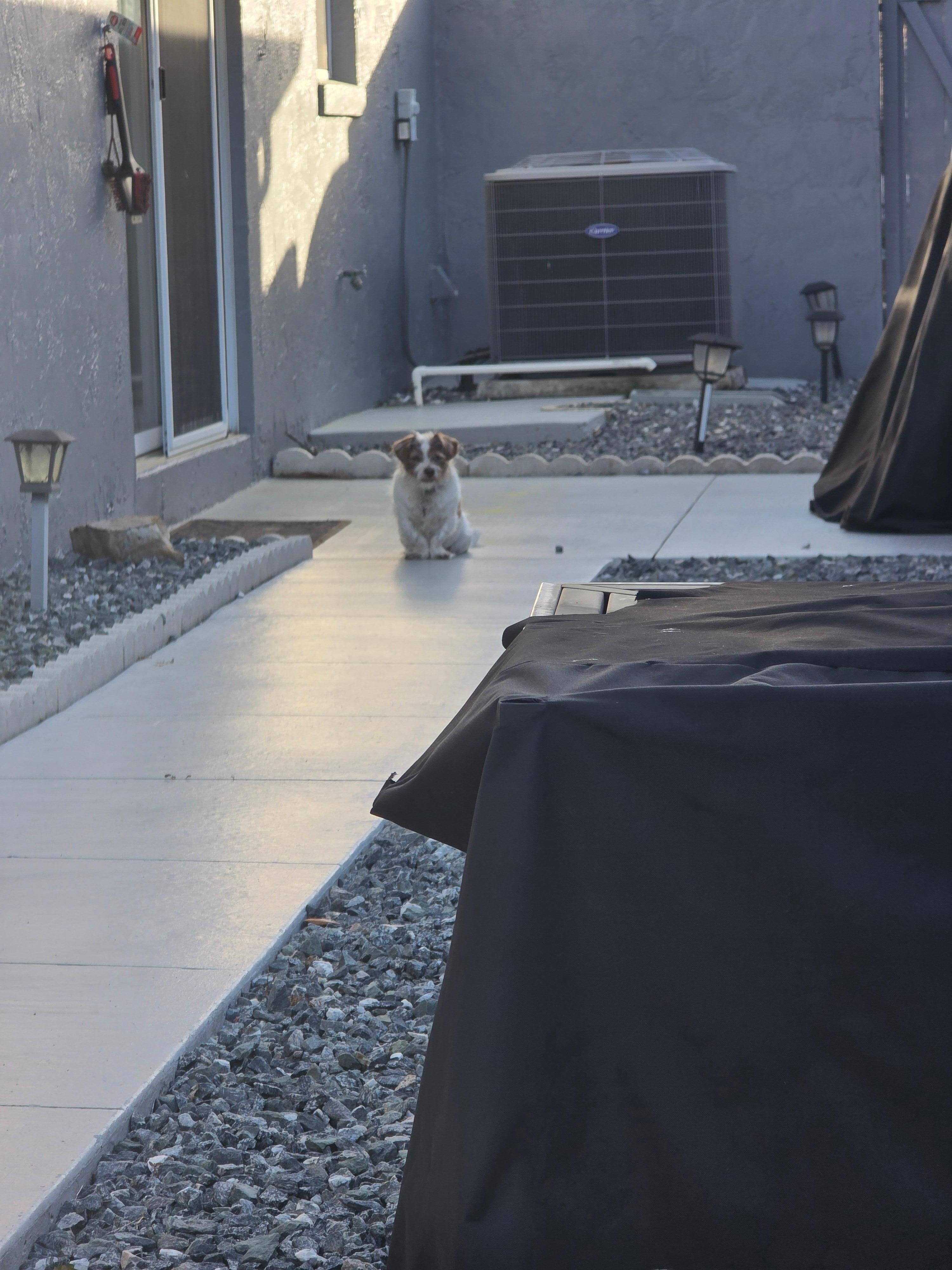 Our Dog Frankie outside the Villa