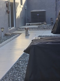 Our Dog Frankie outside the Villa