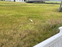 white egret seen off the back porch