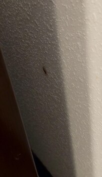 Roach problem in room