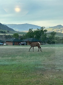 Elk that visited frequently