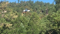 Deer Lover's Paradise in July
