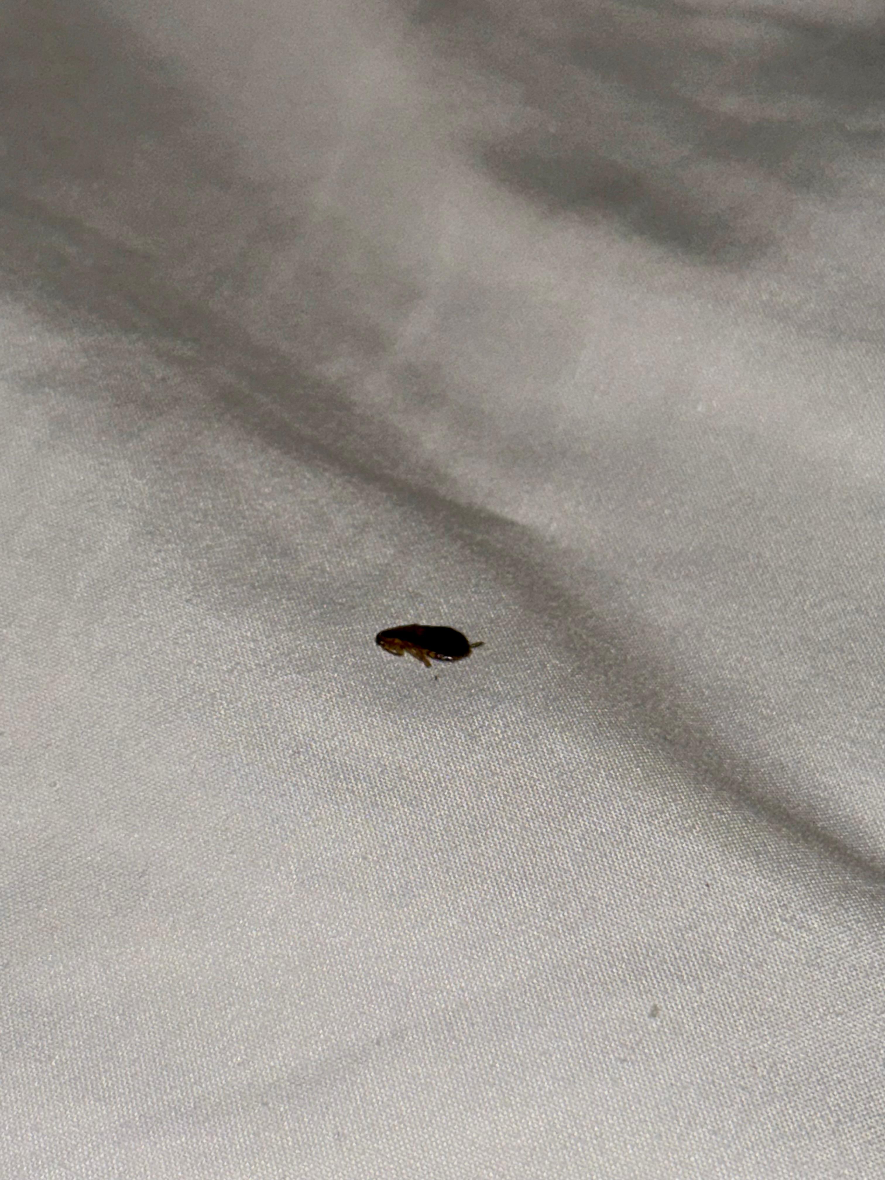 Smaller bedbug that was next to me. 