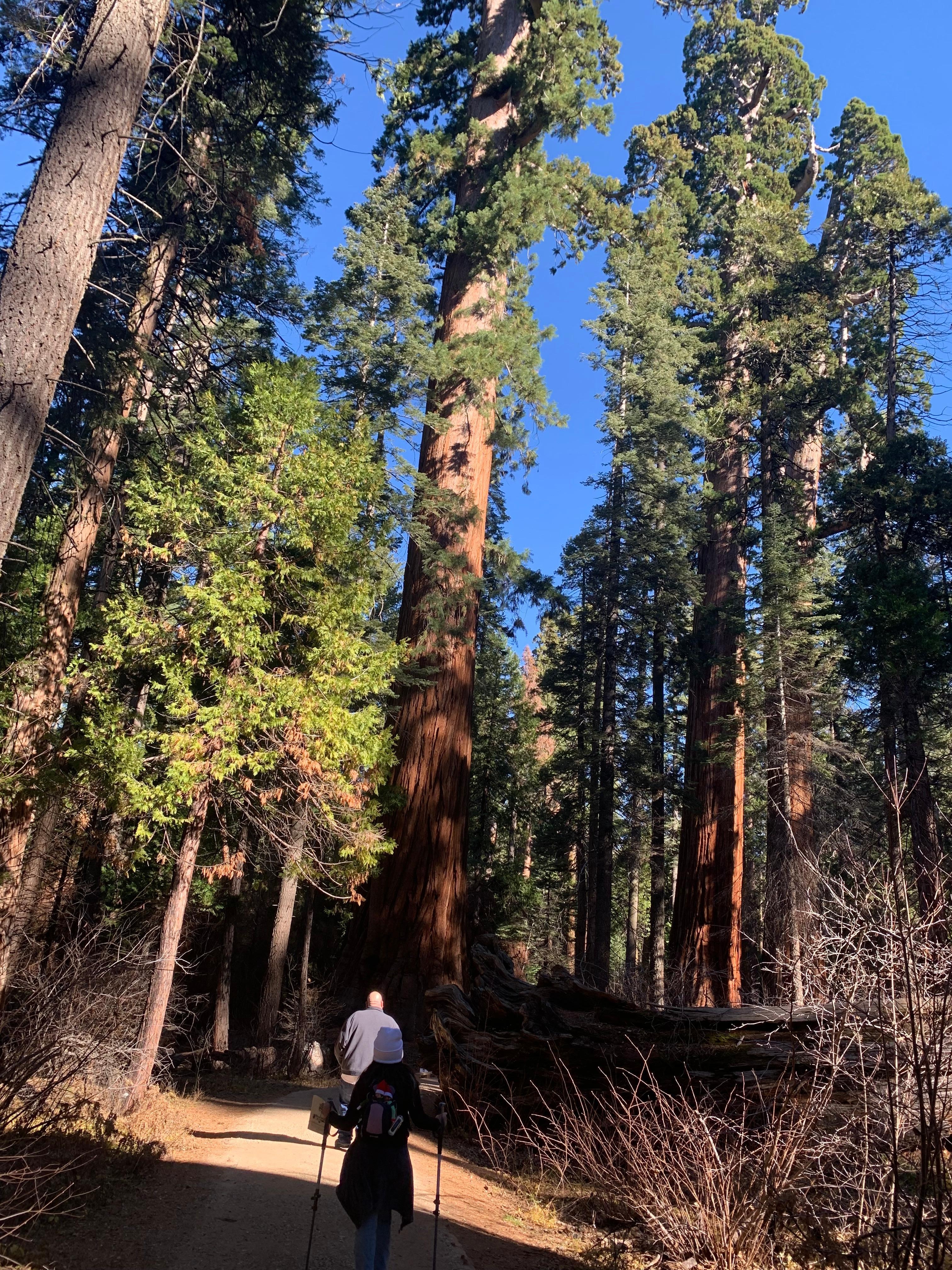 Quick drive to Calaveras Big Trees State Park.
