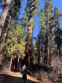 Quick drive to Calaveras Big Trees State Park.