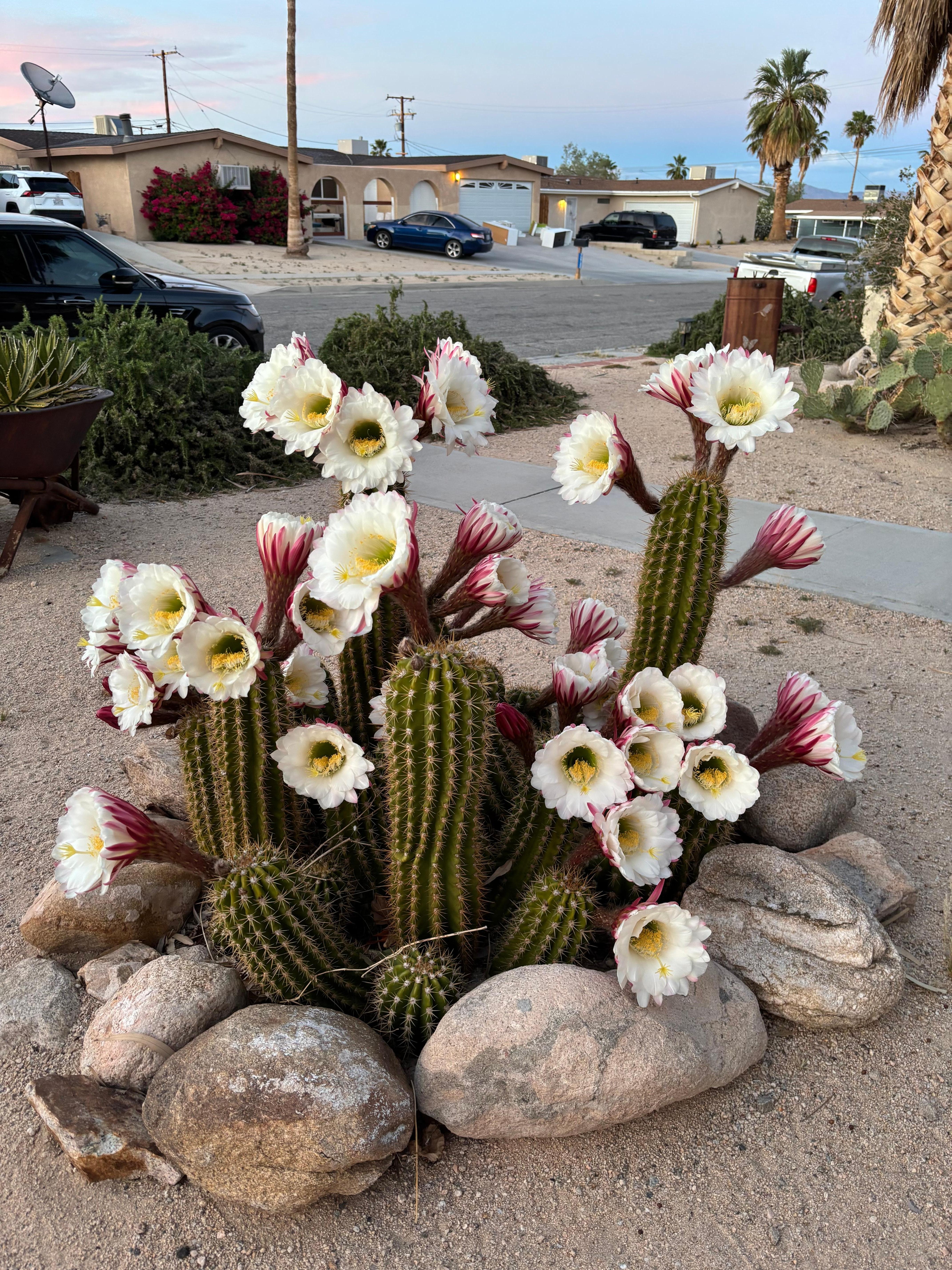 Gorgeous flowers in the front yard! 