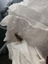 One of the dead wasps.