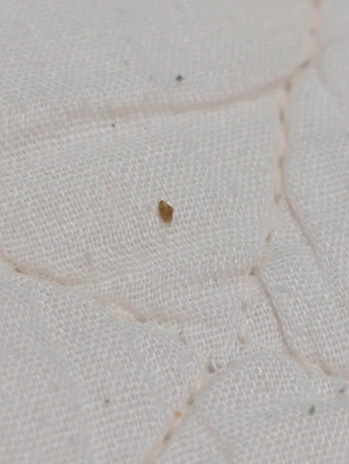 Bed Bugs! 