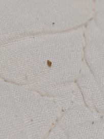 Bed Bugs!