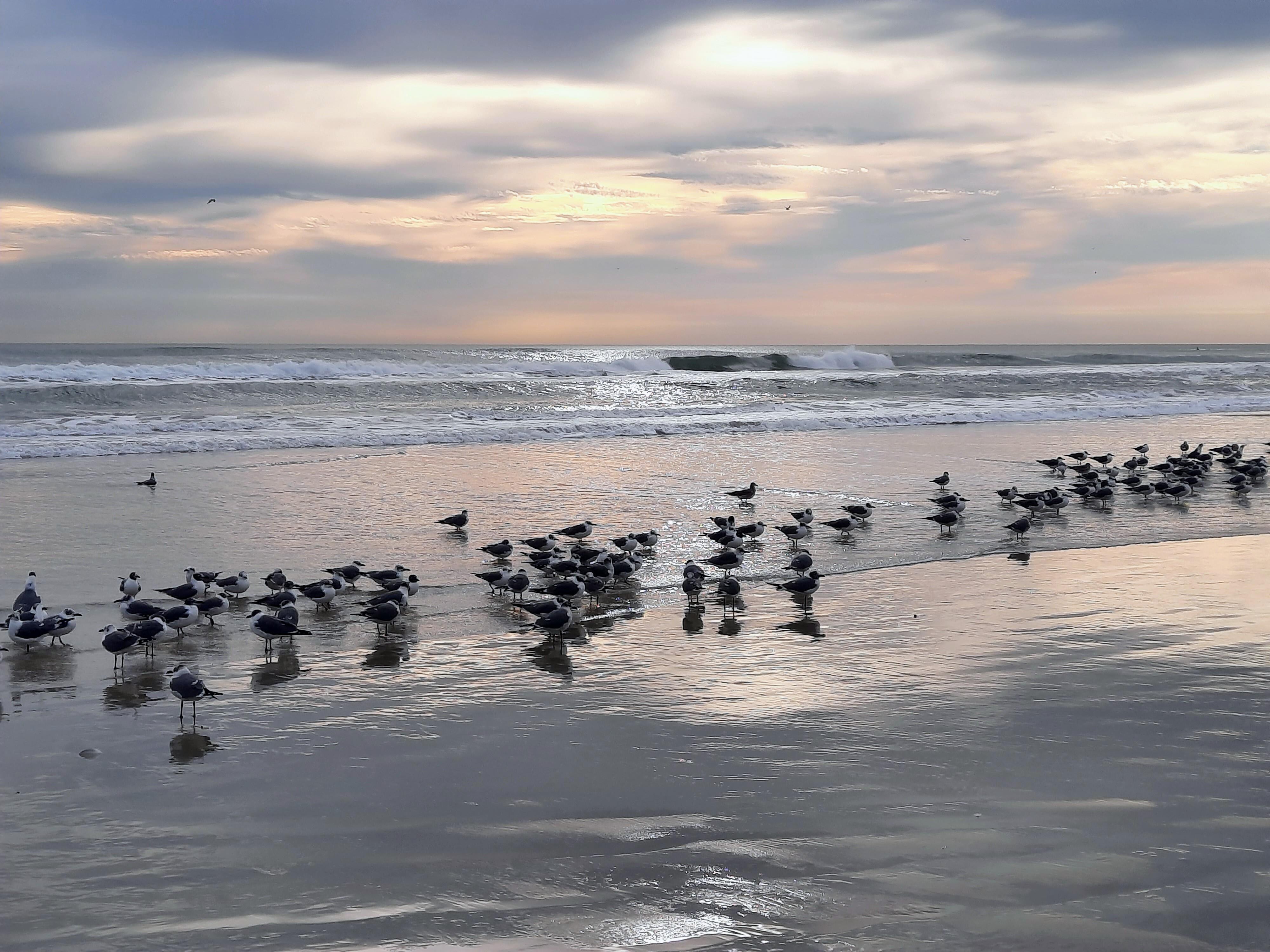 Seagulls on the beach