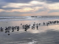 Seagulls on the beach