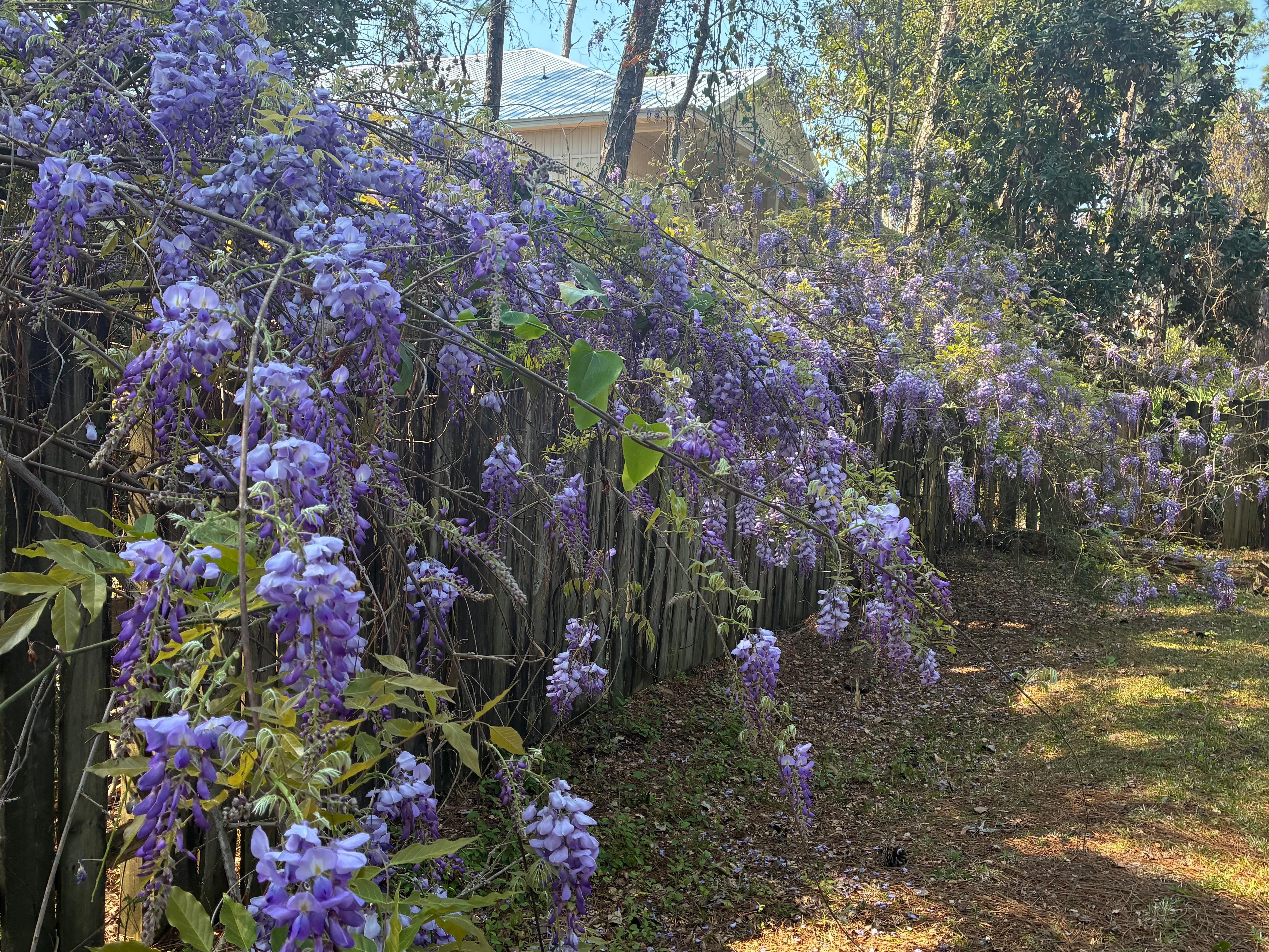 Fragrant Wisteria in full bloom. 