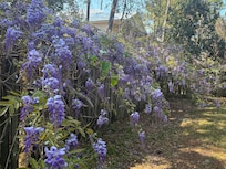 Fragrant Wisteria in full bloom.