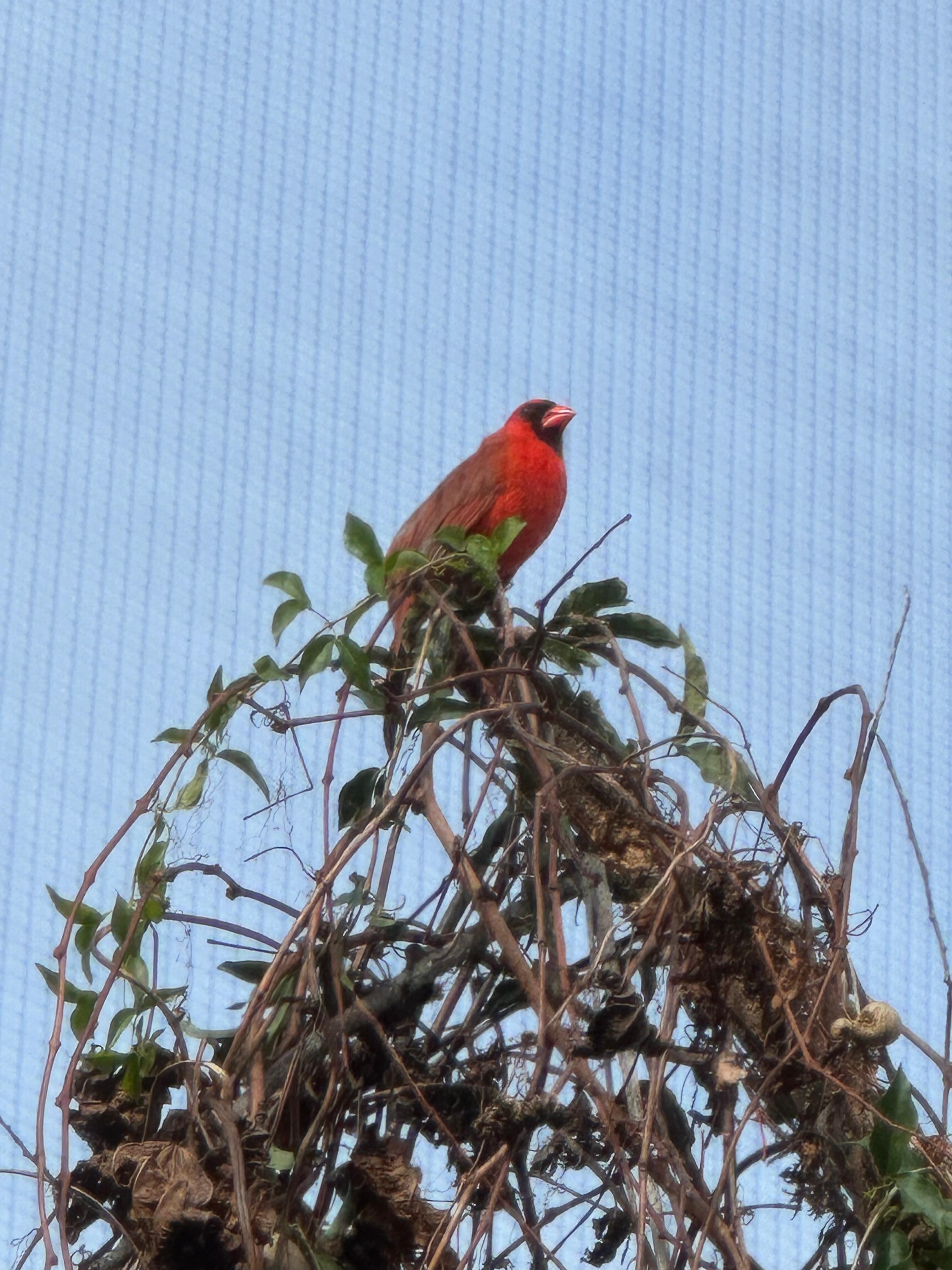 We had a very special visitor every morning:)