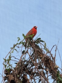 We had a very special visitor every morning:)