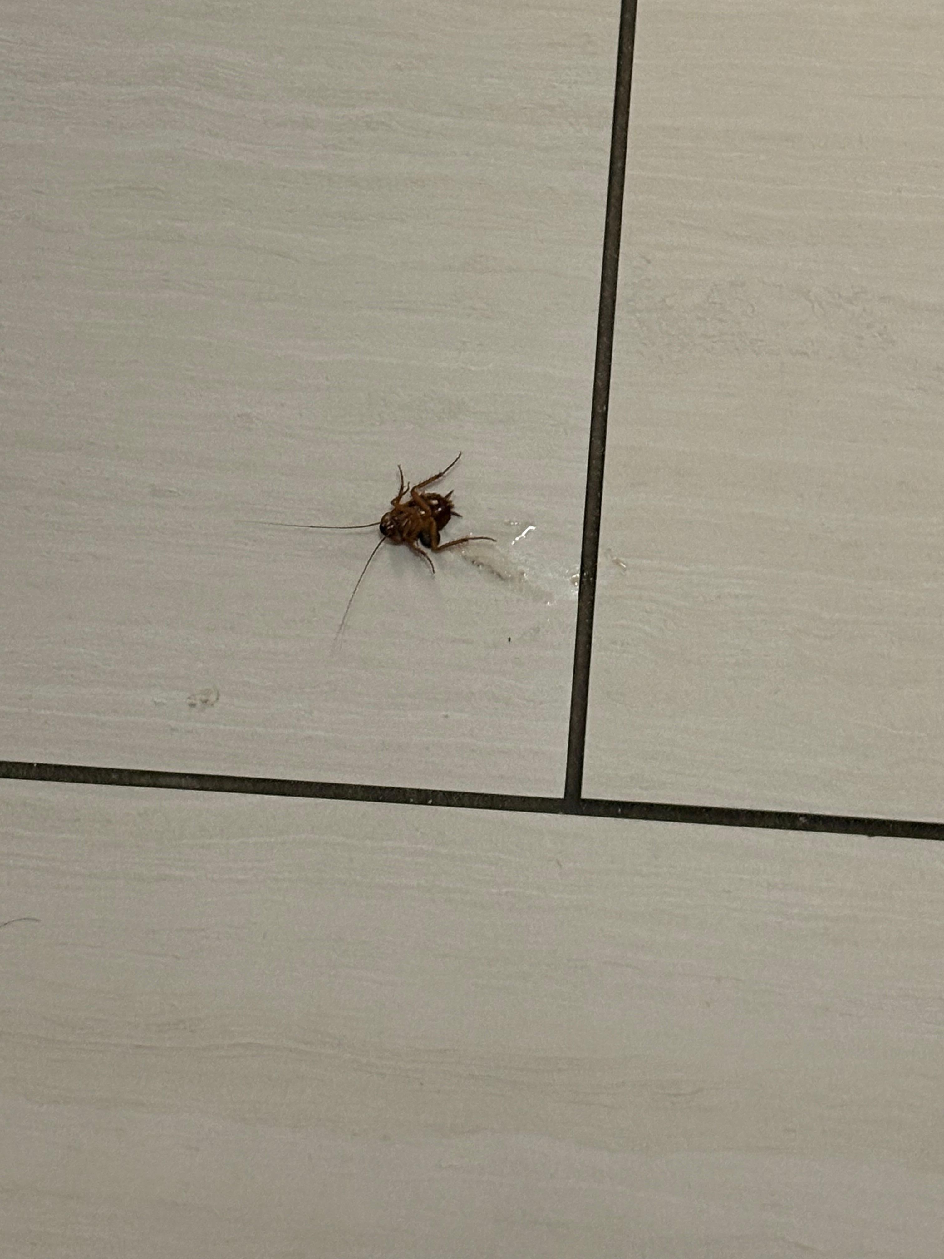 Cockroach walked on my face. 