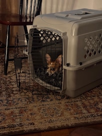 Our dog, feeling safe and cozy!