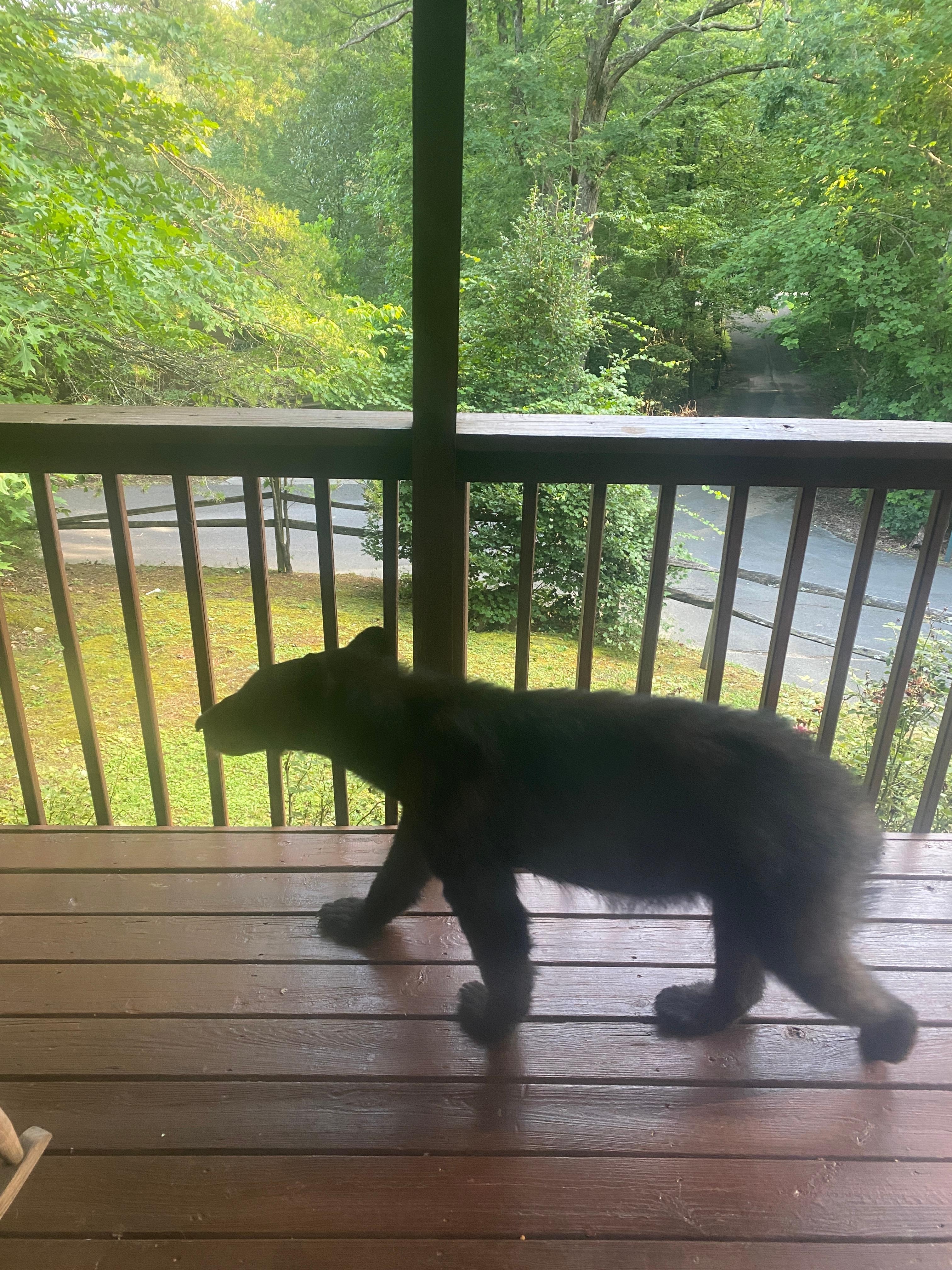 Young bear on the porch