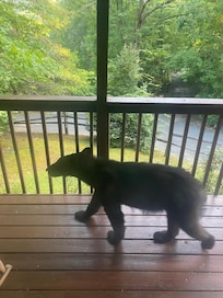 Young bear on the porch