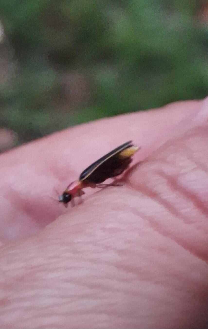 Lightning bugs galore