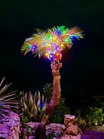 We brought lights for our Caribbean Christmas Tree.