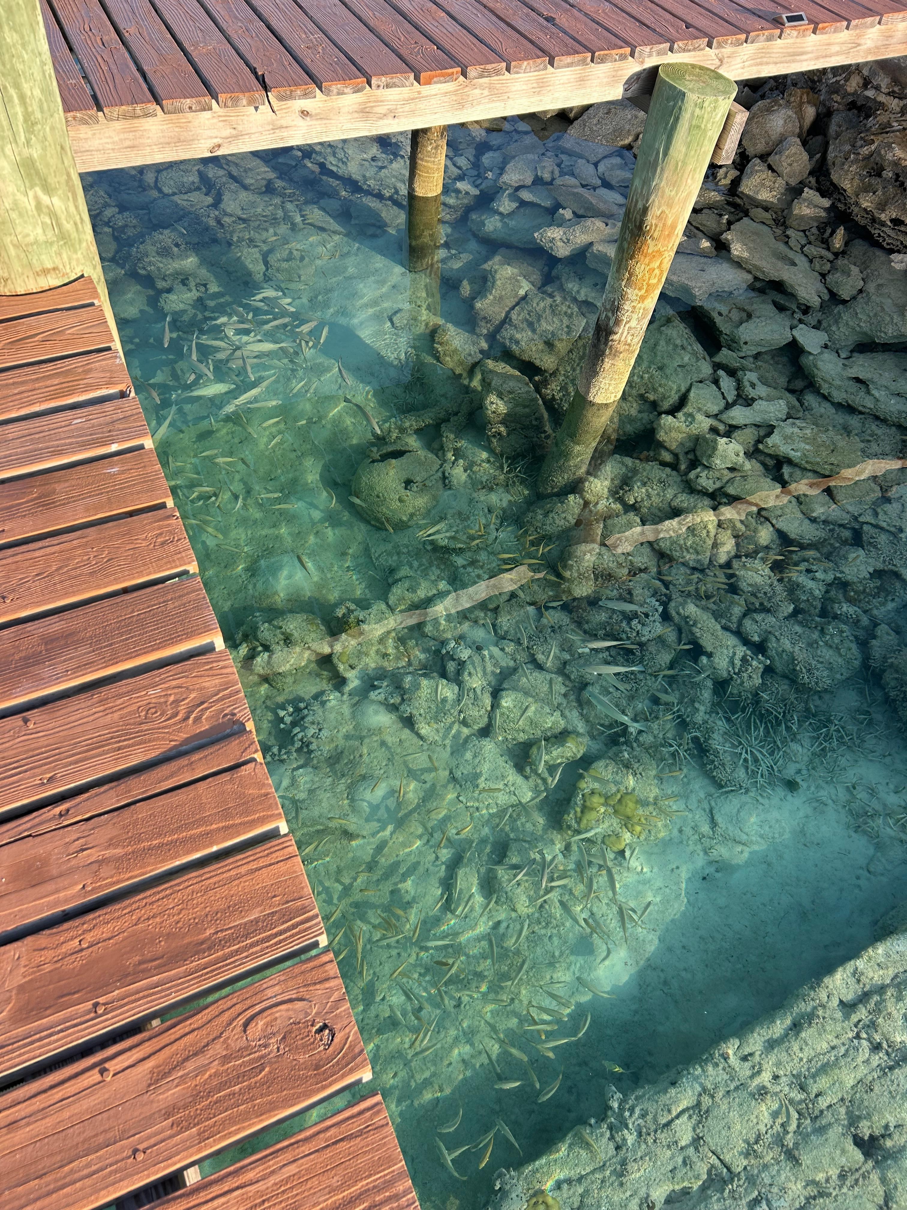 Had stingrays and turtles and lobsters every day 