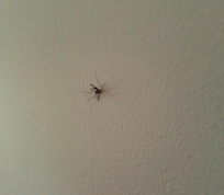 Dead squashed bugs from others before us, cleaning fee?