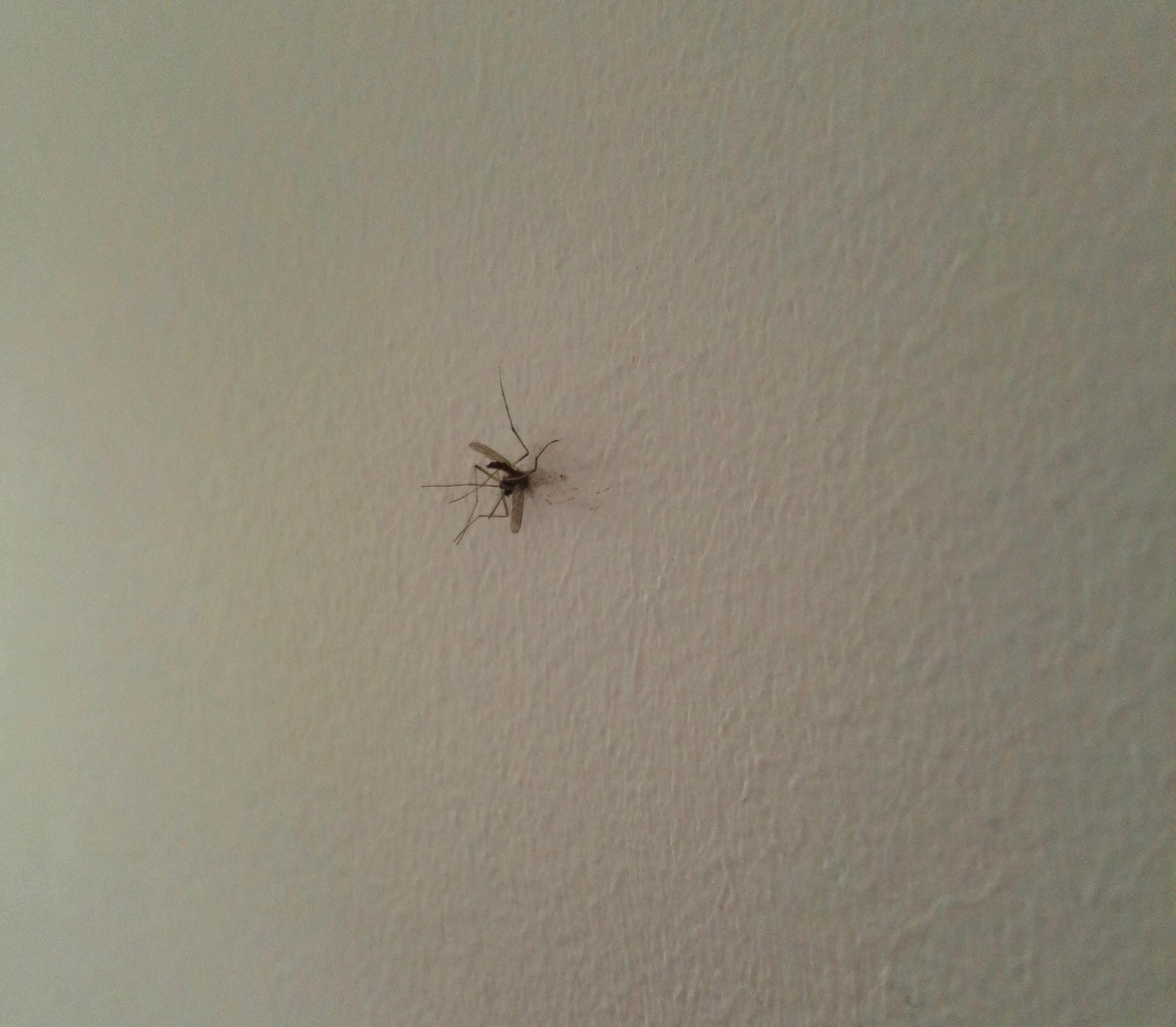 Dead squashed bugs from others before us, cleaning fee? 