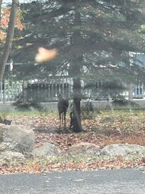 On our walk to the lake…