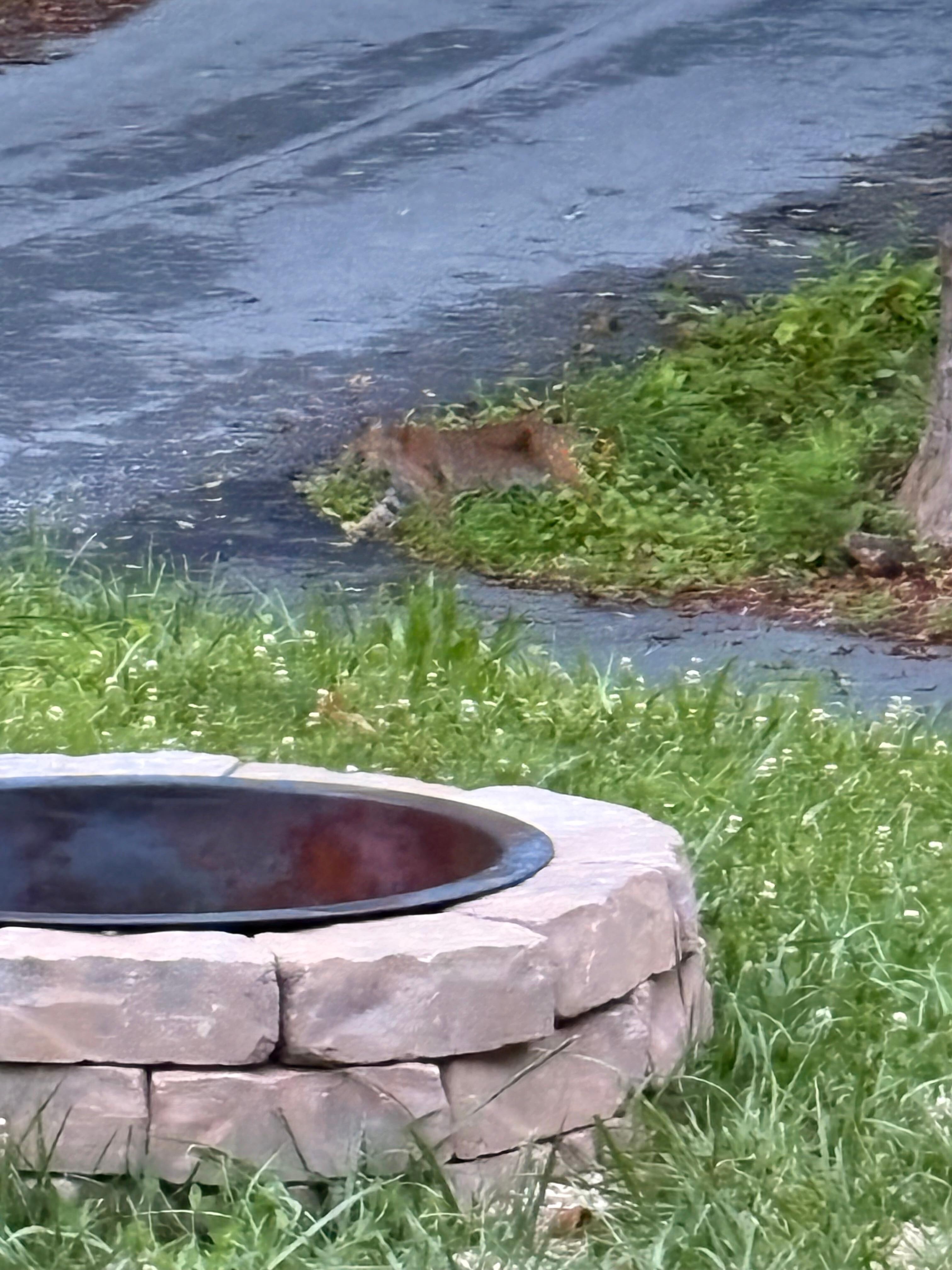 Bobcat day 3 - no interaction with this kitty kitty, she just kept walking down the road. 