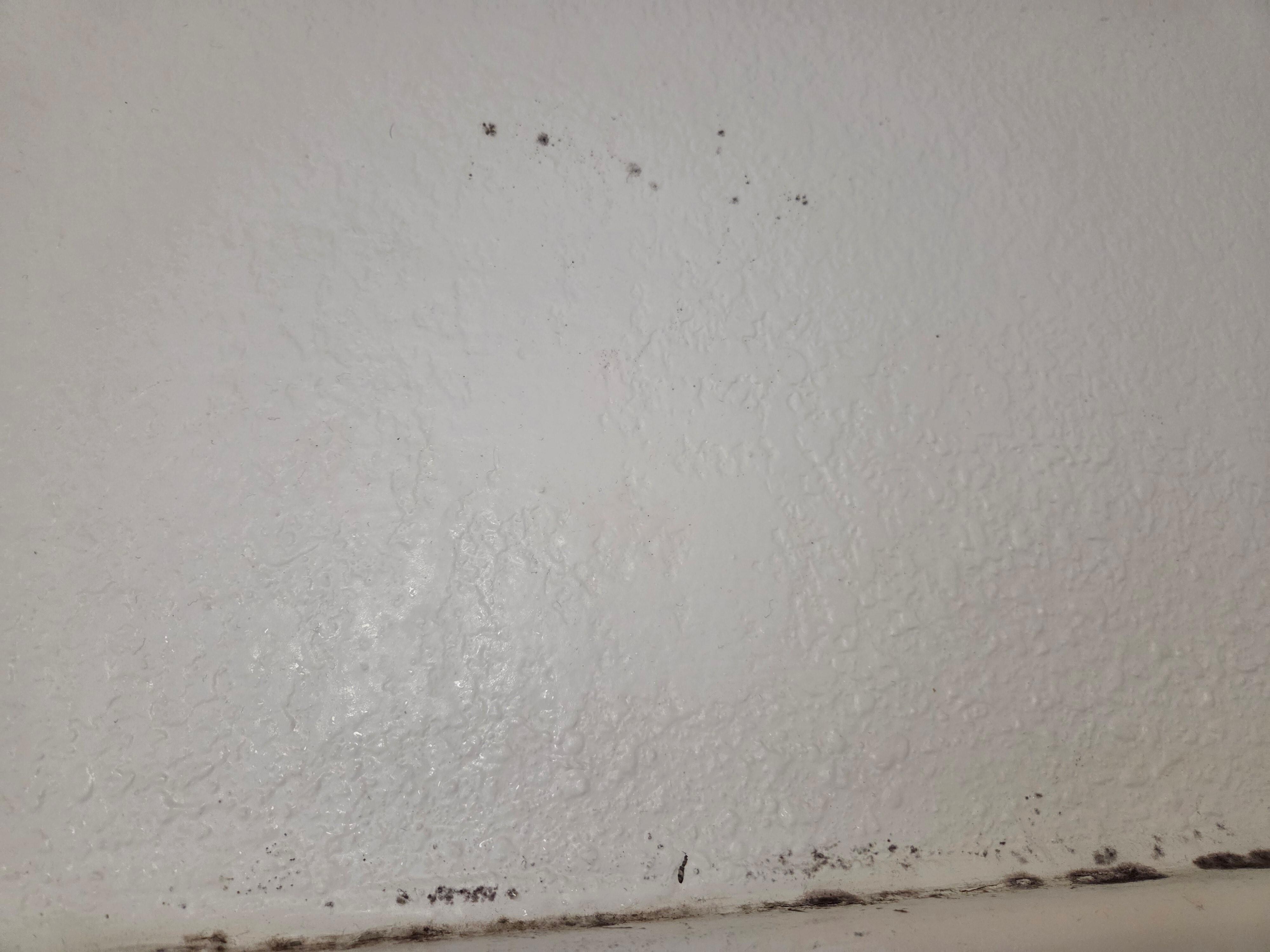 Mold on shower wall and ceiling