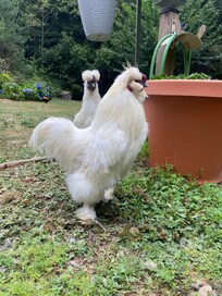 Rooster in the garden