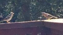 Chaffinches feeding on balcony