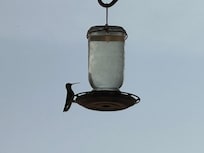 Hummingbird feeder on patio