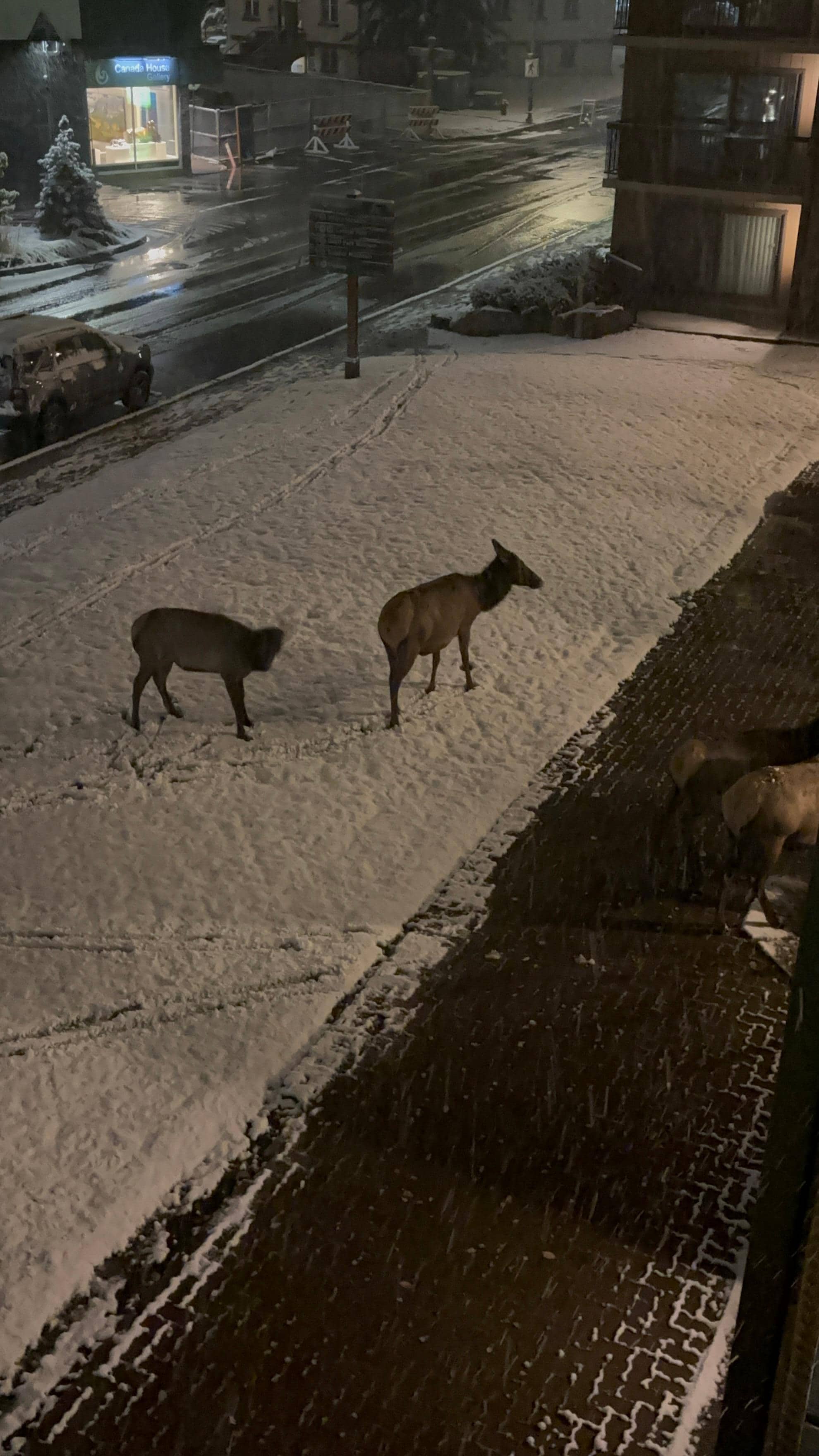 Cervos passando na frente do quarto