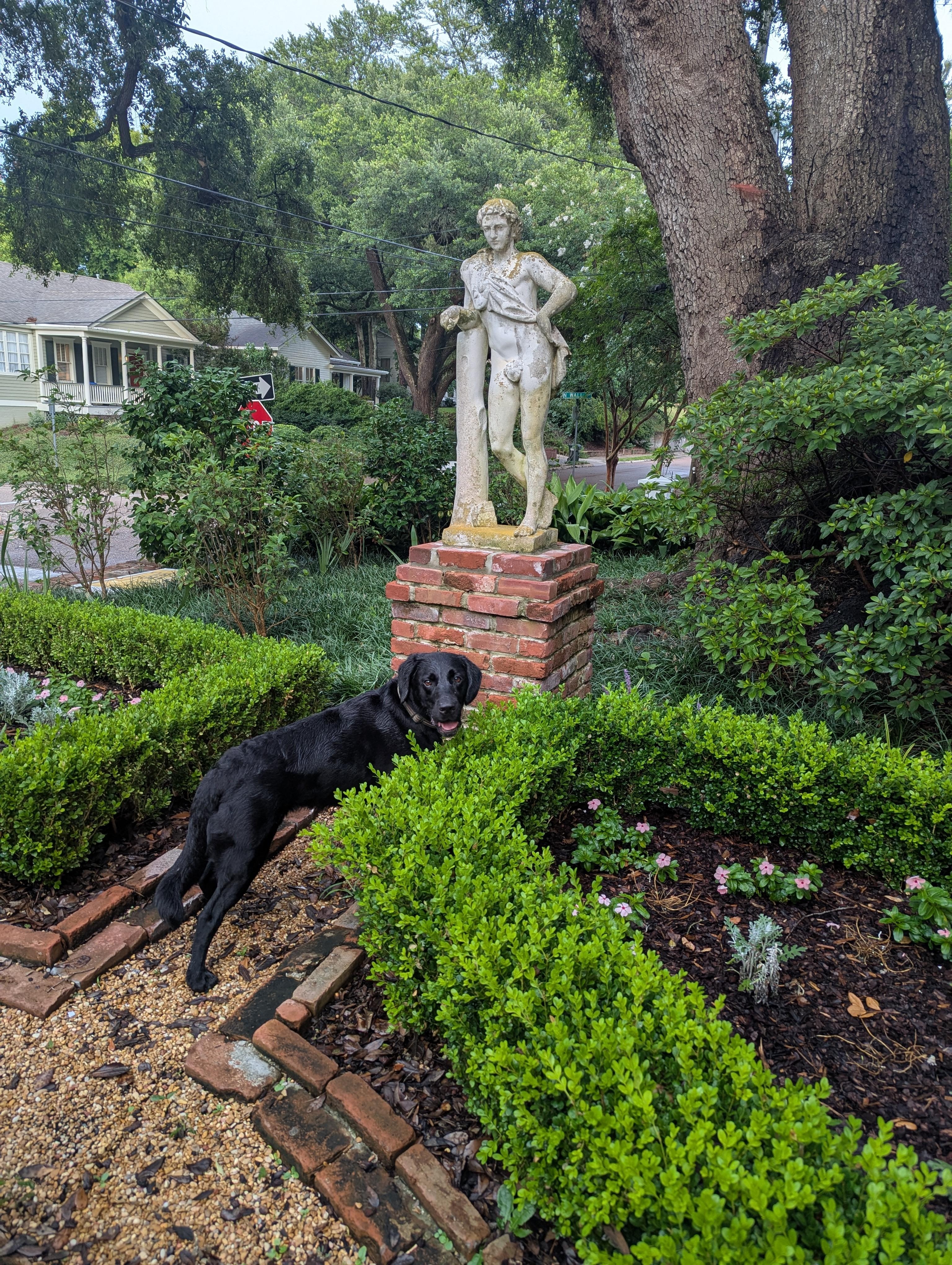 Dog friendly gated garden