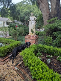 Dog friendly gated garden