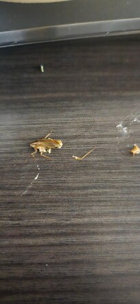 Roach