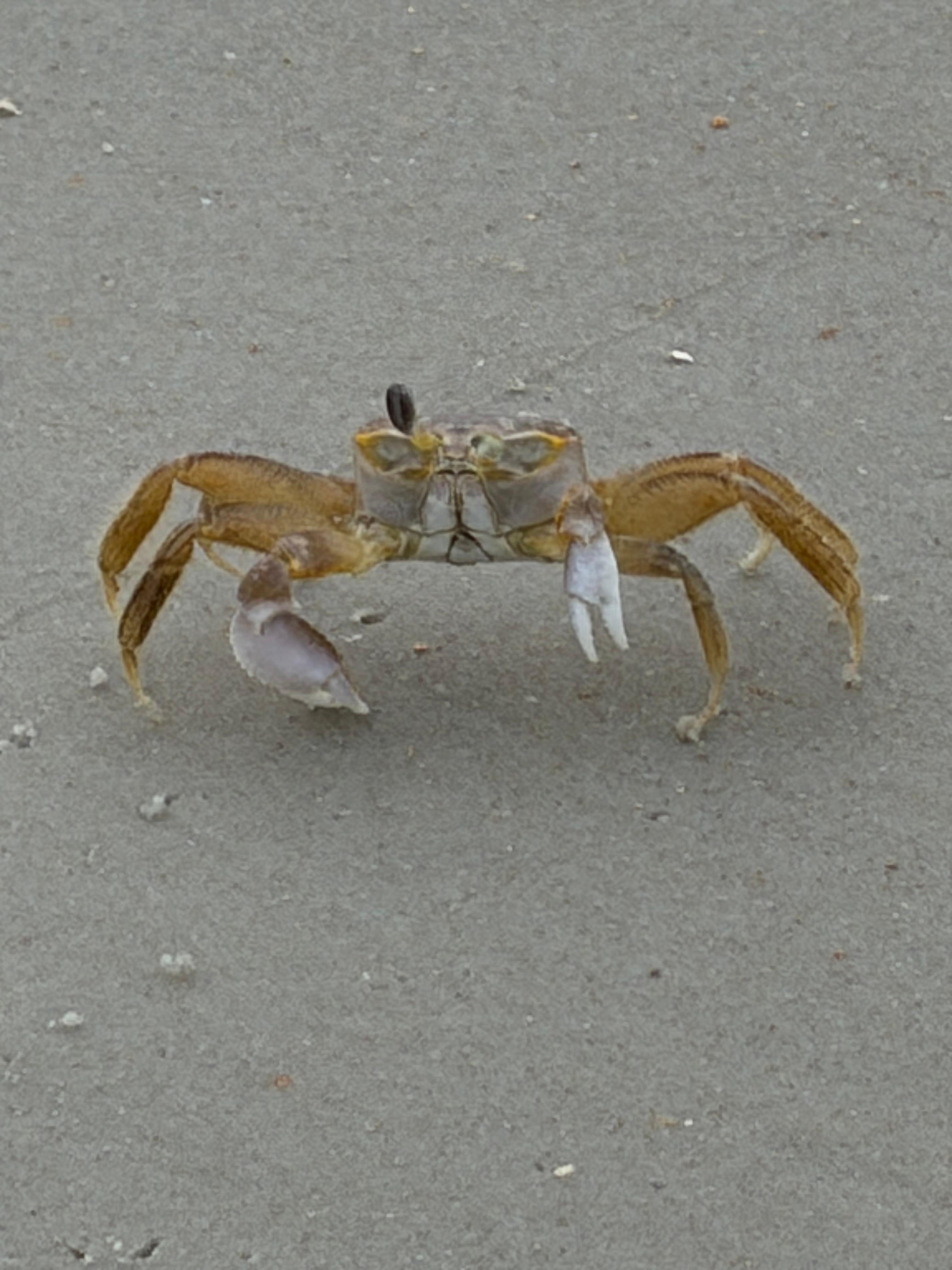 Came across this little guy one morning beach walk.