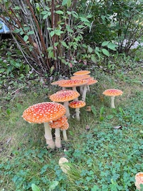 Near the hotel, cute mushrooms