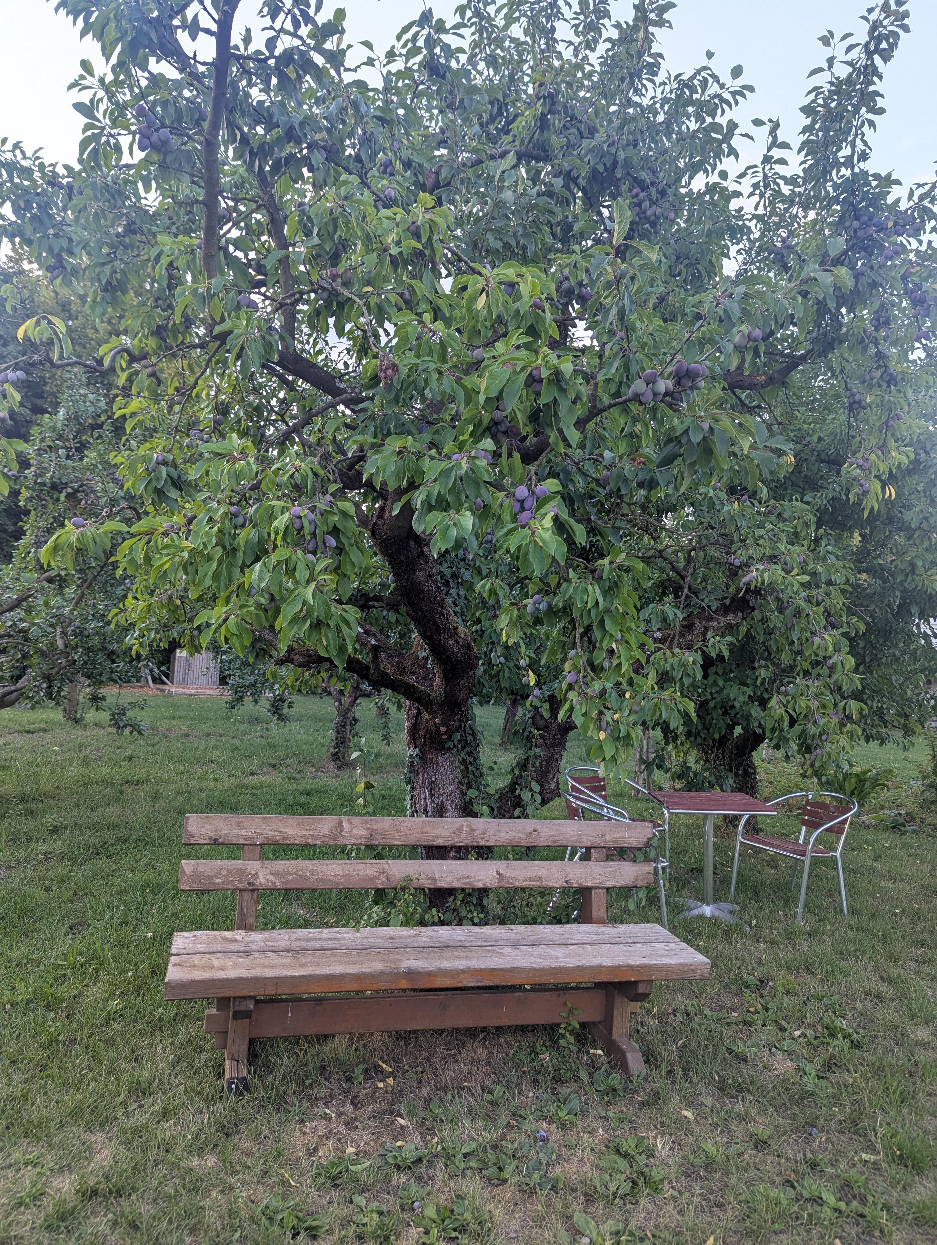 Bank inmitten von Obstbäumen.