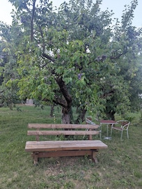 Bank inmitten von Obstbäumen.