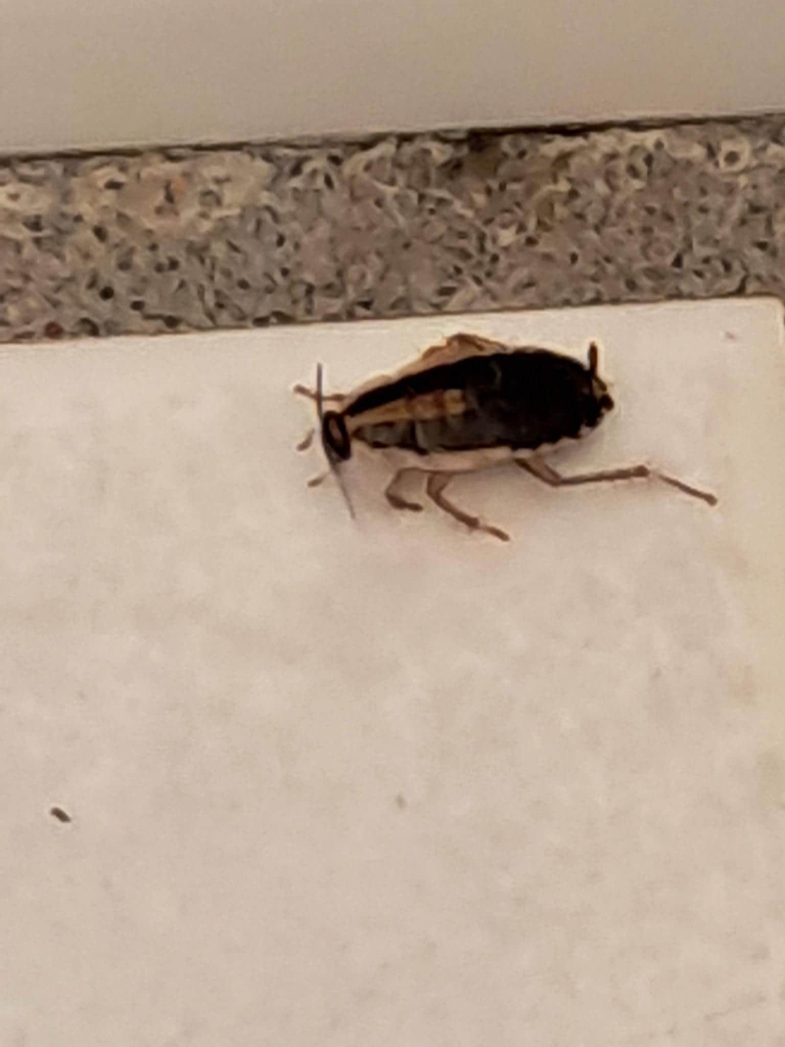 Roach in bathroom 