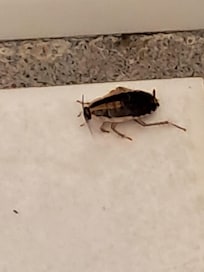 Roach in bathroom