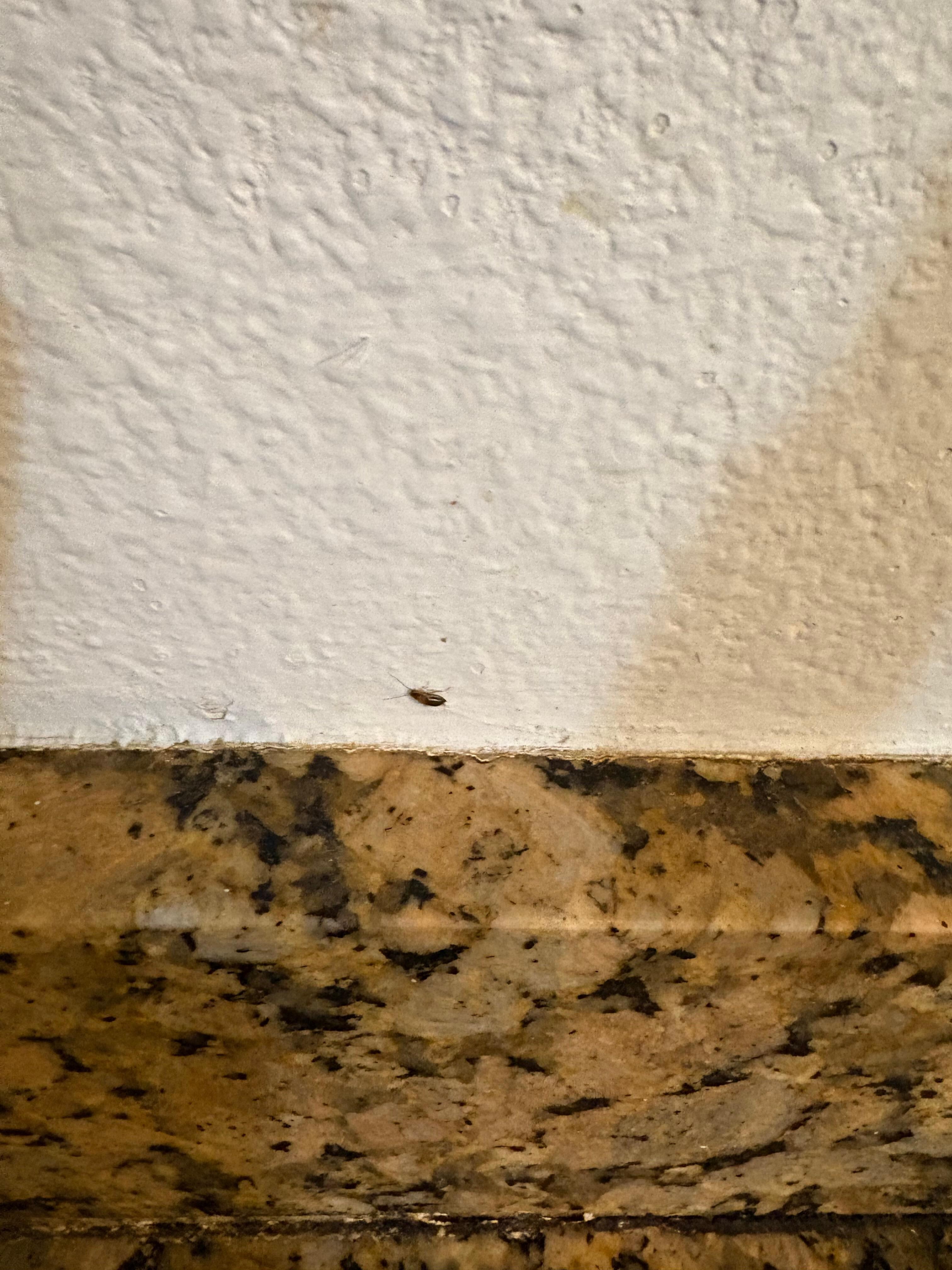 A roach crawling up the wall